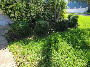 Bush Trimming by Milynel Burgos for Nathan O. in Orlando, FL