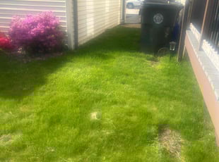 Bush Trimming by Tammy Sarandrea for Richard A. in West Warwick, RI
