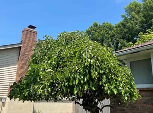 Bush Trimming by Dominique Jacks for Christopher L. in Kansas City, MO