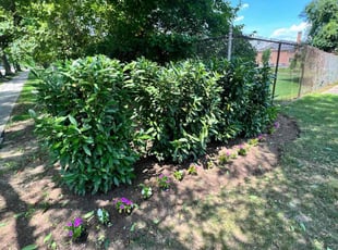 Bush Trimming by Caree Keith for Rocio R. in Washington, DC