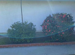 Bush Trimming by Carmelo Mendez jr for Marrissa R. in San Diego, CA