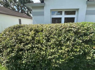 Bush Trimming by Ramon Taguja for bob K. in Brandon, FL