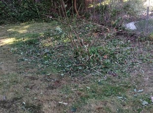 Bush Trimming by Kyle Josey for Ralph R. in Abington, PA