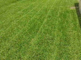 Donald S.'s Lawn Mowing service result