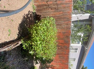 Bush Trimming by Marcos Coss for Angela M. in Denver, CO