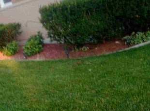 Michael W.'s Lawn Maintenance service result
