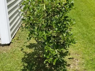 Bush Trimming by Tristan Heemer for Derek C. in Summerville, SC