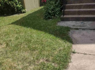 Bush Trimming by Matthew Spinelli for Edward L. in New Haven, CT