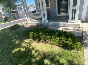 Bush Trimming by Jesse Nunez for Pru P. in Denver, CO