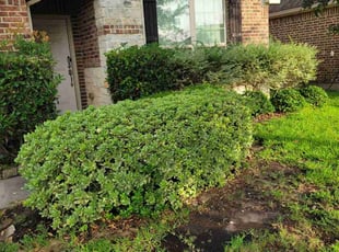 Bush Trimming by Gladis Carcamo for Jason T. in Brookshire, TX