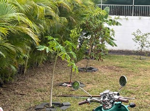 Leaf Removal by Brandon Bowden for Timothy G. in Sarasota, FL