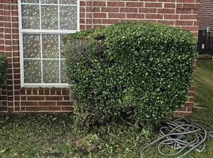 Bush Trimming by Cedric Qualls for KEDRIC B. in Memphis, TN