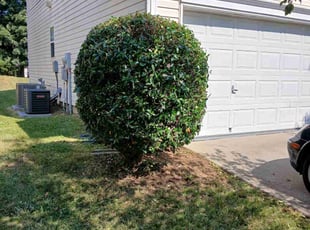 Bush Trimming by Christian Gonzalez for LACRESA M. in Charlotte, NC