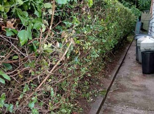 Bush Trimming by Jose Bautista for Gloria Y. in Irvington, NJ