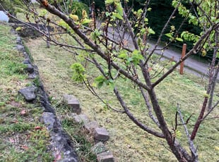 Terrance E.'s Lawn Care service result