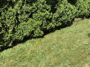 Gale J.'s Yard Cutting service result