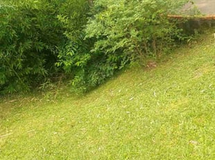 Weeding by Omayma Saleh for Justin B. in Decatur, GA