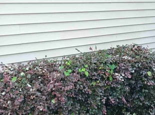 Bush Trimming by Wes Carroll for Vermell C. in Summerville, SC