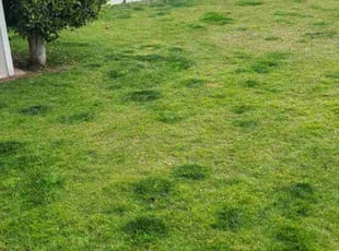 Bush Trimming by Chris Hawk for Taylor L. in Phoenix, AZ