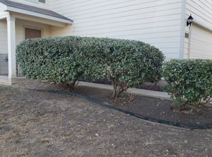 Bush Trimming by Luis Islas for Warrianor J. in San Antonio, TX