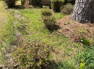 Bush Trimming by Quavion Finley for Rebecca H. in Jackson, MS