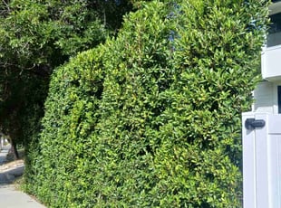 Bush Trimming by Manuel Venegas for Michael E. in Los Angeles, CA