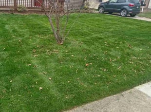Rodney R.'s Lawn Mowing service result