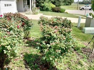 Bush Trimming by Ben Thompson for David S. in Indianapolis, IN