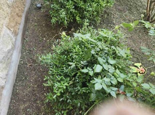 Weeding by Cory Fennell for Caleb M. in San Marcos, TX