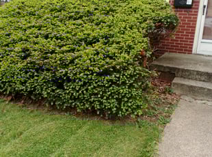 Bush Trimming by Chenita Perry for Mark F. in Greenwood, IN