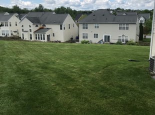 Tami S.'s Yard Cutting service result