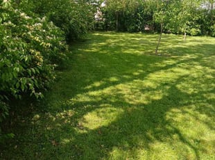 Maia M.'s Lawn Care service result