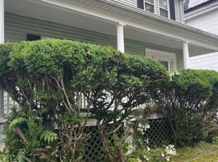 Bush Trimming by Chase Watson for JUDITH D. in Boston, MA