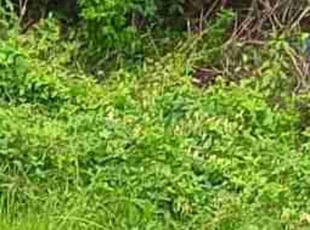 Weeding by Robert Scott for Scott T. in Florissant, MO