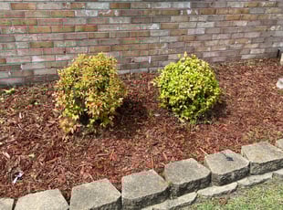 Weeding by Padra Spencer for Justin T. in Virginia Beach, VA