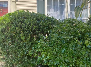 Bush Trimming by Gilbert Osorio for Mary M. in Woodbridge, VA
