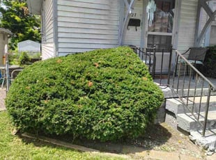Bush Trimming by Irving contreras for Charles O. in Jeffersonville, IN