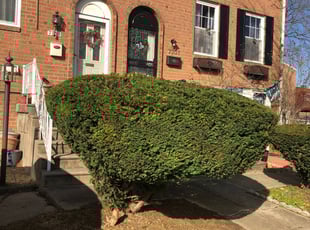 Bush Trimming by Mulbah Pewu for jeremy w. in Philadelphia, PA