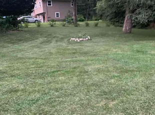 Debbie B.'s Lawn Mowing Service service result