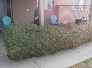 Bush Trimming by Gideon Cook for Tiara H. in Phoenix, AZ