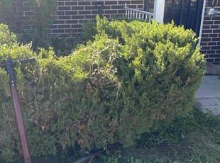 Bush Trimming by Anadaly GarcΓa for Joseph I. in Englewood, CO
