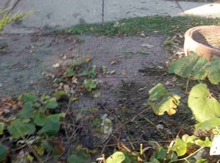 Cleanups by Rolf Johnson for Wayne E. in Minneapolis, MN