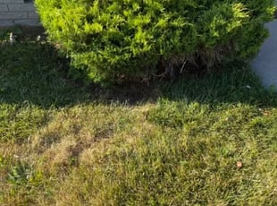 Bush Trimming by Dirk Allen for Luma T. in Sterling Heights, MI