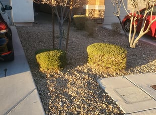 Bush Trimming by Lamont Johnson for Josh H. in Las Vegas, NV