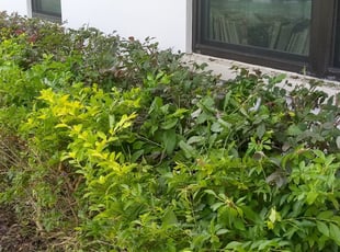 Bush Trimming by Marvel Carmichael for Carlos H. in Orlando, FL