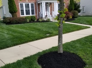 Sheila F.'s Lawn Service service result