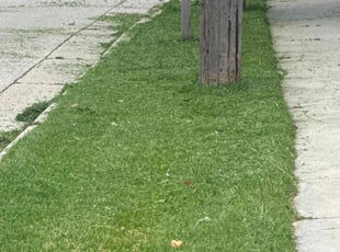 Douglas S.'s Lawn Mowing service result