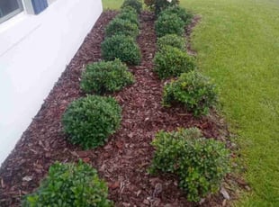 Weeding by Carlin Howard for Nivea A. in Ocala, FL