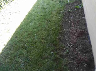 Weeding by Thomas Andersen for Monica M. in Seattle, WA