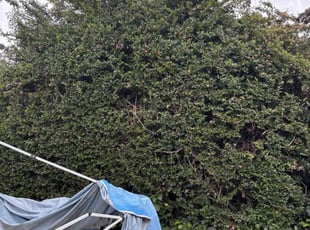 Bush Trimming by Fernando Gomez Rodriguez for Warres C. in Hawthorne, CA